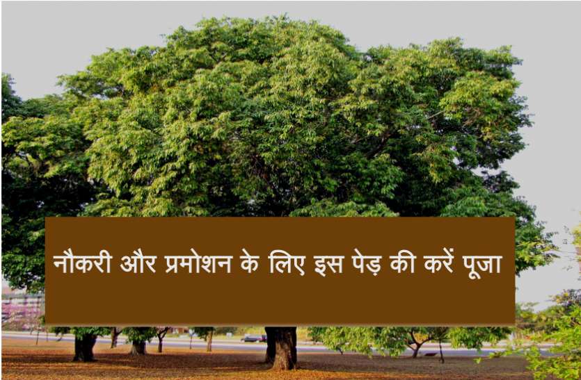 tree नौकरी और प्रमोशन के लिए इस पेड़ की करें पूजा