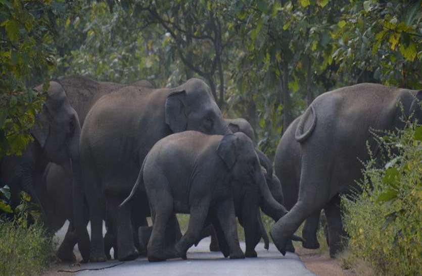 Bees on duty , will run away elephant मधुमक्खियों संभालेंगी मोर्चा, दूर भागेंगे गजराज