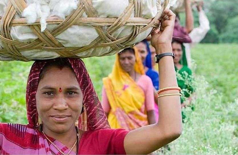 summer high temperature save crore rupees of farmers in shekhawati राजस्थान में गर्मी ने किसानों के बचा लिए करोड़ों रुपए, खबर पढ़कर आपको भी नहीं होगा यकीन
