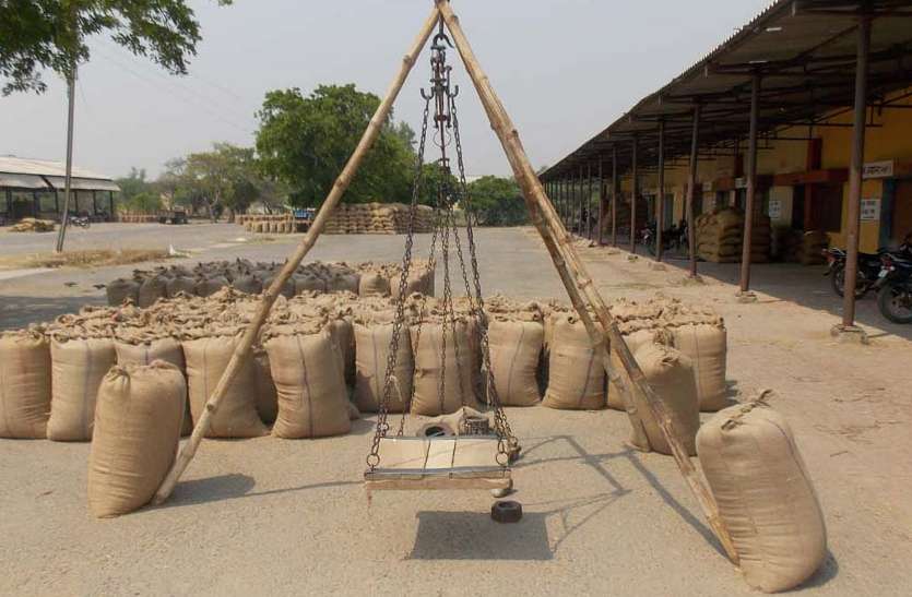 Big scam in wheat purchase जानिए गेहूं खरीदी के अंतिम दो दिनों में किसानों के नाम कैसे हुआ करोड़ों का खेल