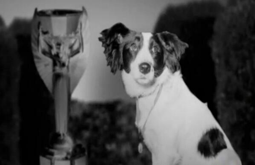dog