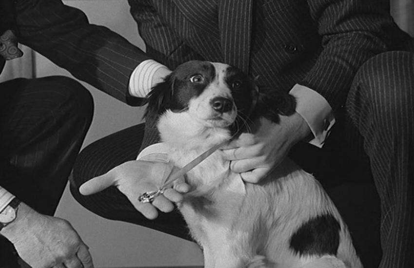 dog