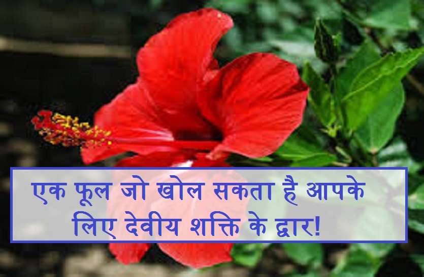 japa pushap एक फूल जो खोल सकता है आपके लिए देवीय शक्ति के द्वार!