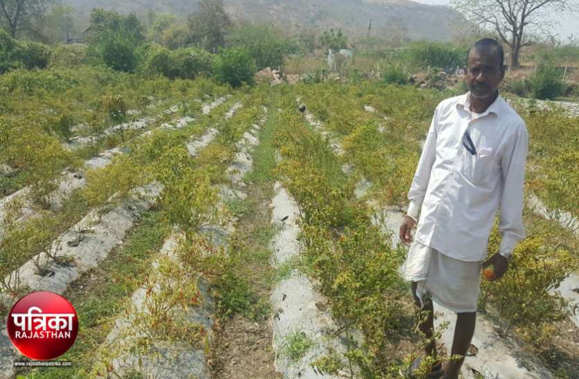 banswara बांसवाड़ा : सब्जियों की जैविक खेती से आर्थिक स्थिति में सुधार, सालभर में मुनाफा 70 हजार के पार