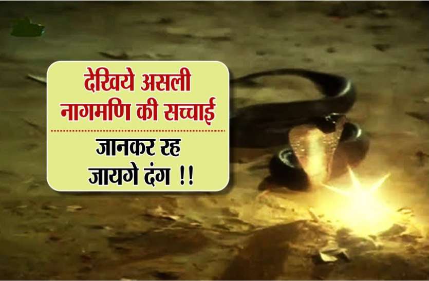 nagmani ka rahasya देखिए असली नागमणि की ये सच्चाई, जानकर रह जाएंगे दंग