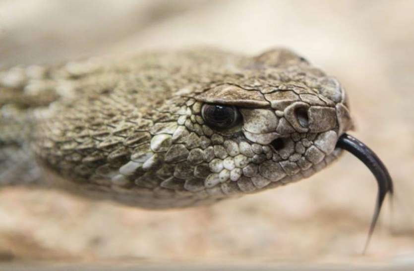 snake bite शख्स ने सांप को उतारा मौत के घाट, इसके बाद जो हुआ, उसने सपने में भी नहीं सोचा होगा