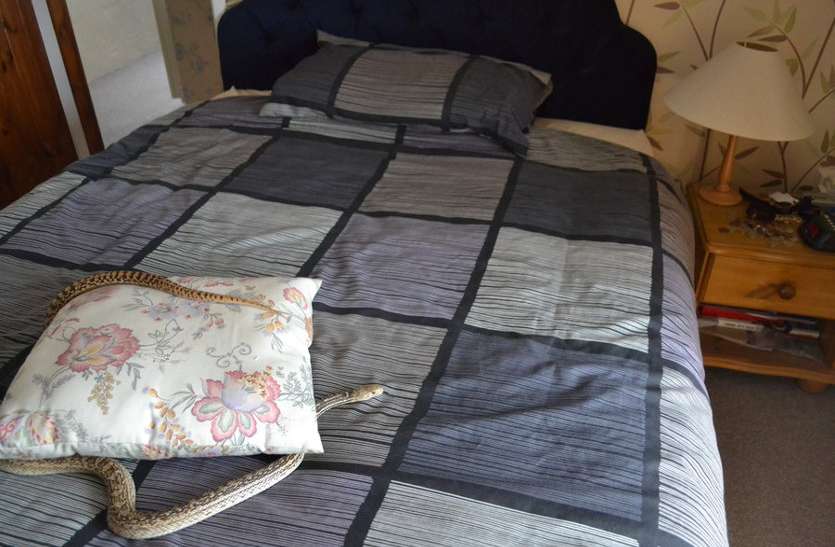 snake on bed पति-पत्नी सो रहे थे और बिस्तर पर लेटी हुई थी मौत, फिर आधी रात को मच गया कोहराम