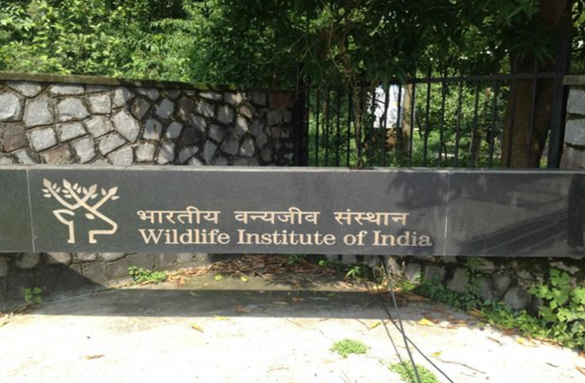 wii jobs भारतीय वन्यजीव संस्थान में प्रोजेक्ट साइंटिस्ट और प्रोजेक्ट फेलो के पदाें पर भर्ती, करें आवेदन