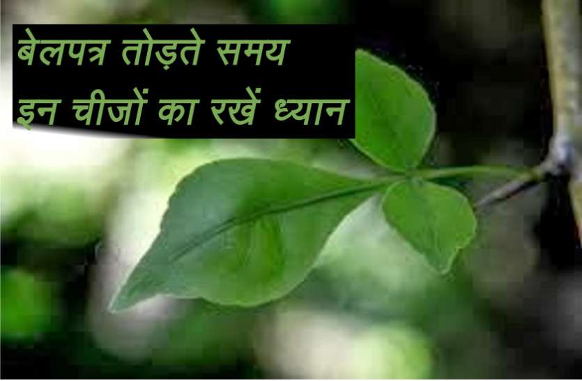 belpatra साक्षात भगवान शिव का स्वरुप होता है बेलपत्र का वृक्ष, पत्ती तोड़ते समय इस चीज़ का रखें विशेष ध्यान