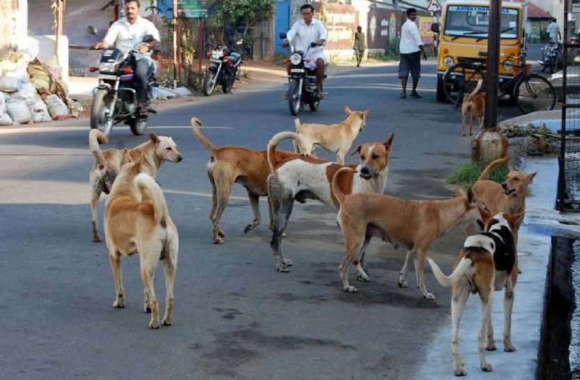 Increase In Number Of Wild Dogs Effect Mindset And Make Them Man Eater झ ड म न छ ड क त त क ह ज ए ग ख ख र श ध म ह आ ख ल स Patrika News