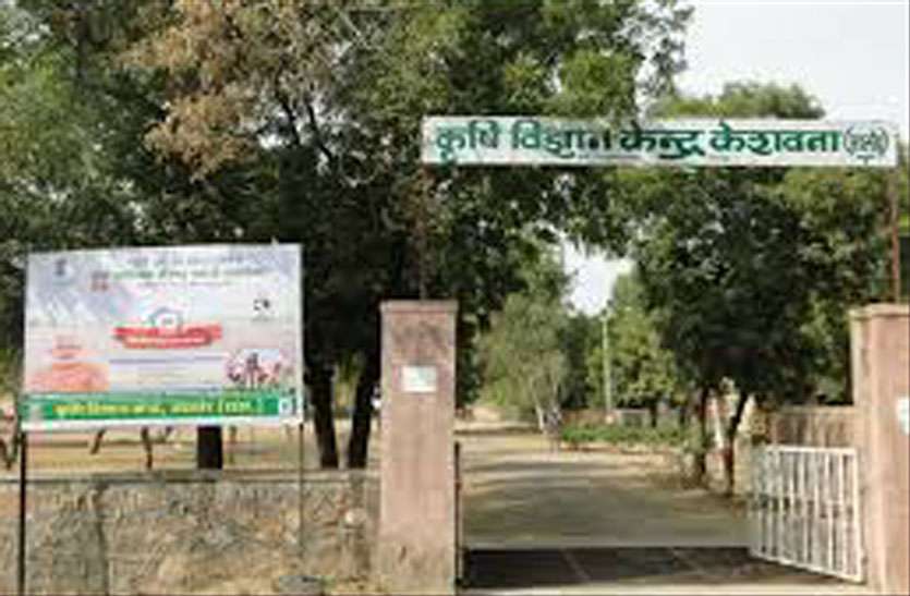 Krishi vigyan kendra Keshwana कृषि विज्ञानिकों ने तैयार किए उन्नत किस्म के बीज, बढ़ेगी पैदावार