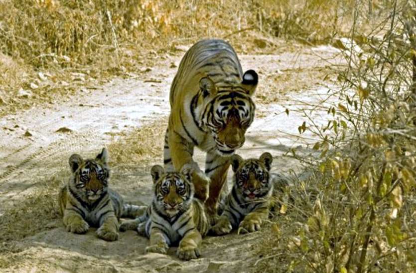 new tiger safari in mp इस शहर में जल्द दहाड़ेंगे बंगाल टाइगर, बनेगी सबसे बड़ी सफारी