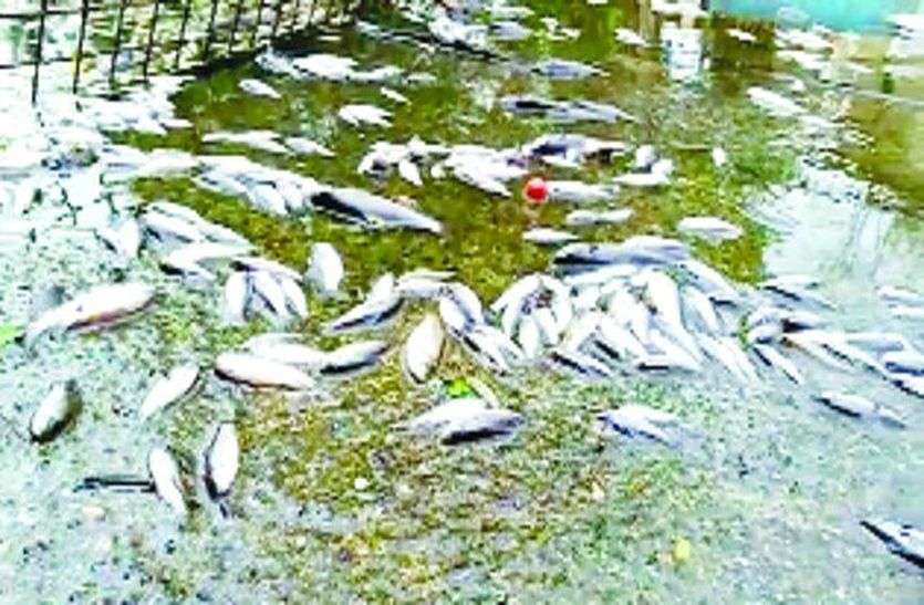 Fishes dying in natni ka baran in alwar अलवर में मछलियों पर दान-पुण्य पड़ रहा भारी, नटनी का बारां में मर गई सैकड़ों मछलियां