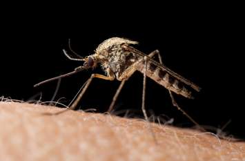 Synthetic pyrotechnically insecticides will save from serious diseases Synthetic pyrotechnically insecticides will save from serious diseases