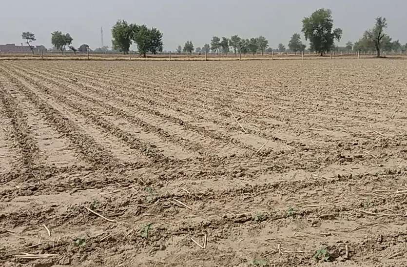 agriculture land नरमा-कपास में सिंचाई से पहले करें विरलीकरण
