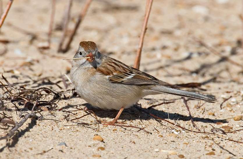 birds इस वजह से कम हो रही है पक्षियों की संख्या, जाने क्या है इसकी वजह