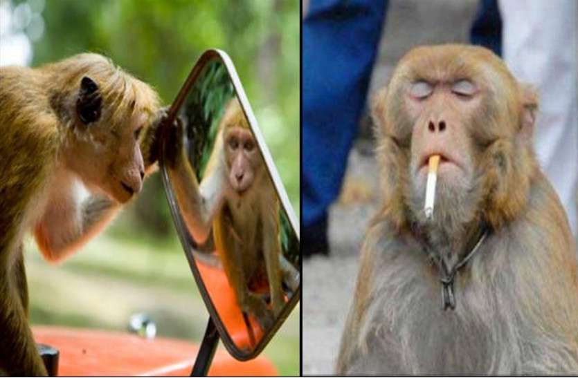 juggler and monkey कहां गुम हो गया बंदर और भालू का खेल, क्यों दूर हो गया मदारी समाज अपने पुश्तैनी काम से