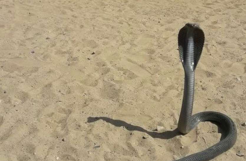 snake bites अब लोगों के लिए आफत बनते जा रहे सांपों के बढ़ते हमले, जाने कैसे करें इलाज़