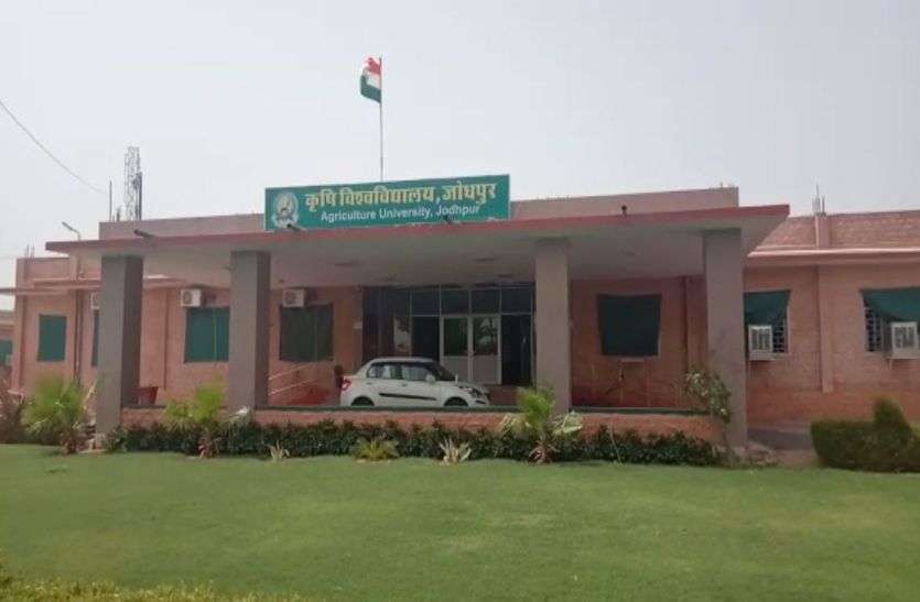 Agriculture university save hidden crops लुप्त होती फसलों को बचाएगा जोधपुर