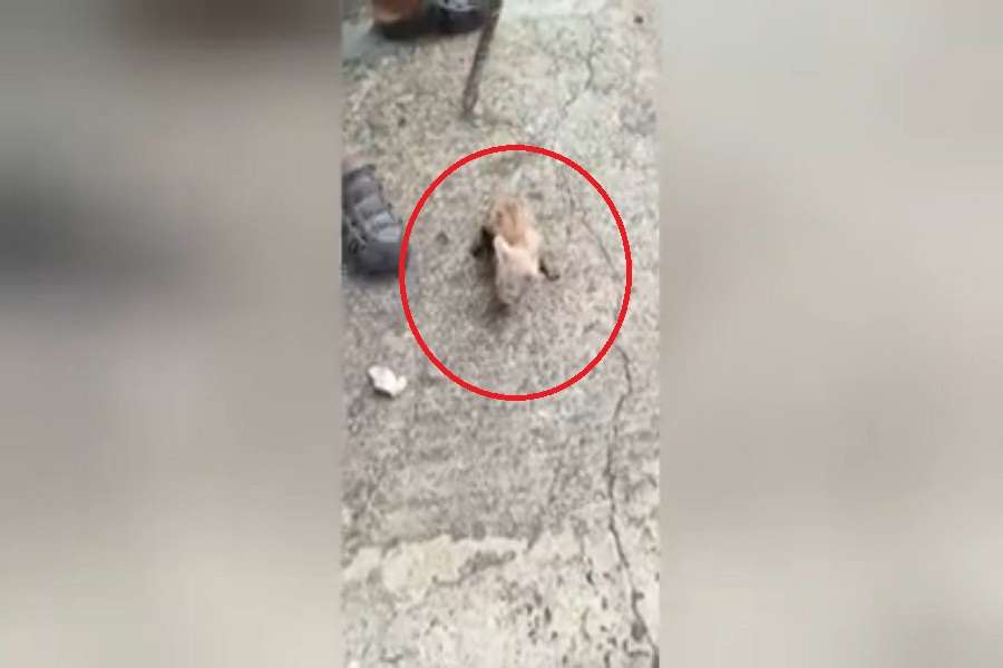 kitten