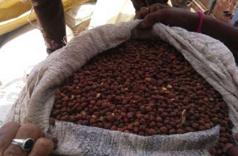 The farmers are selling with bad gram घुना चना लेकर बेचने पहुंच गया किसान, ऐसे पकड़ाई चोरी