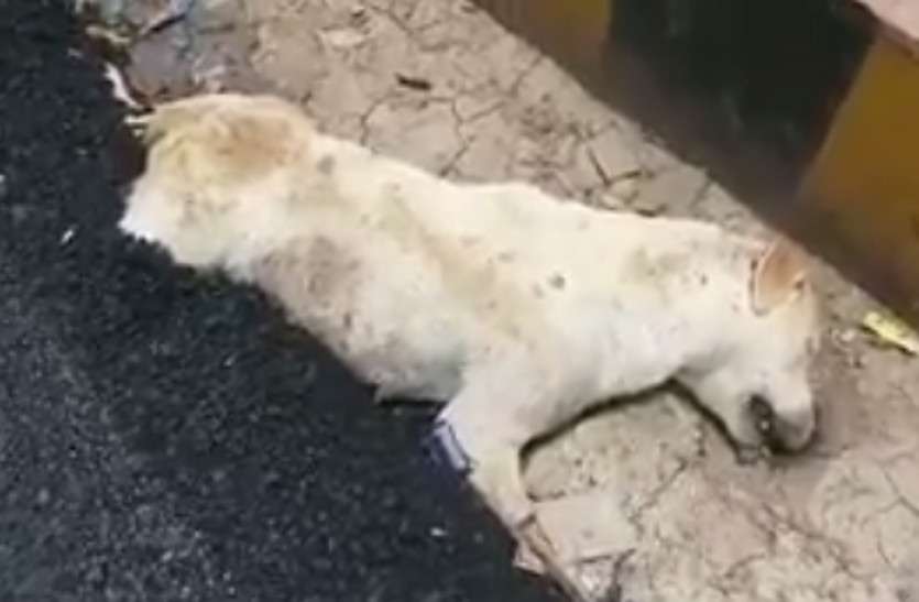 dog साे रहे कुत्ते के ऊपर बना दी सड़क, साेशल मीडिया पर लाेगाें ने निकाला गुस्सा