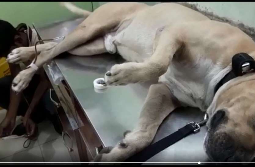 vedio.. dog blood donation VIDEO : डॉगी ने किया रक्तदान, इंसानों को दी जीवन बचाने की सीख