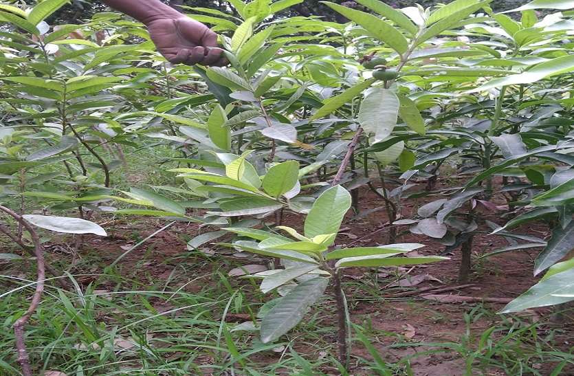 cultivation and techniques of thailand guava fruit in hindi यूपी के इस जिले में फल फूल रहा थाईलैंड का अमरूद, भेंट कलम तकनीक से तैयार किए जा रहे पौधे