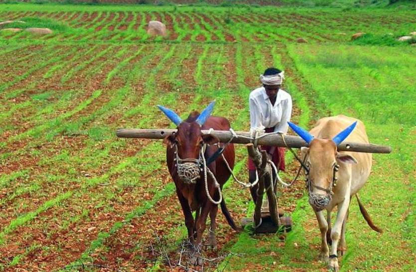 kisan. पिछले साल से कम हुआ खरीफ बुवाई का रकबा