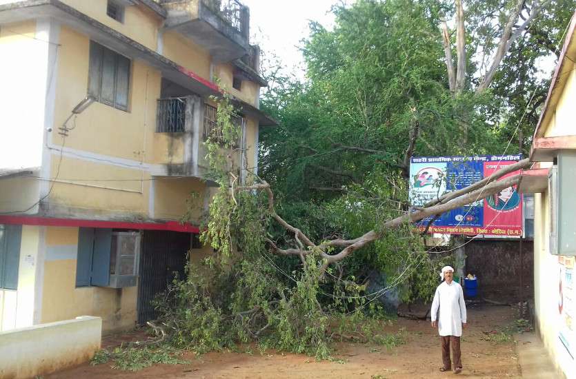 Tree fell