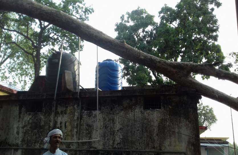 Tree fell आंधी-तूफान से अस्पताल की बिल्डिंग पर गिरा विशाल पेड़, जान बचाकर भागीं 5 गर्भवती महिलाएं