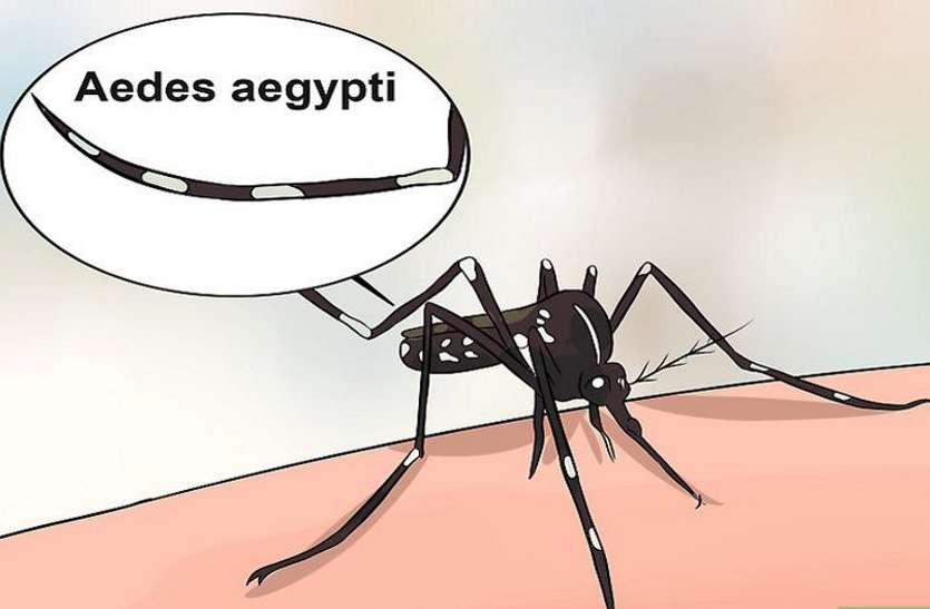 dengue news, dengue news hindi, dengue news hindi, sheopur district hospital श्योपुर में डेंगू की जांच सुविधा न उपचार, राजस्थान जाते हैं मरीज