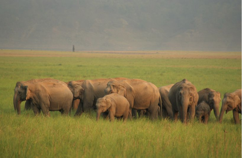 elephant file photo झारखंड में हाथियों के लिए कॉरिडोर बनाने की रुपरेखा तैयार