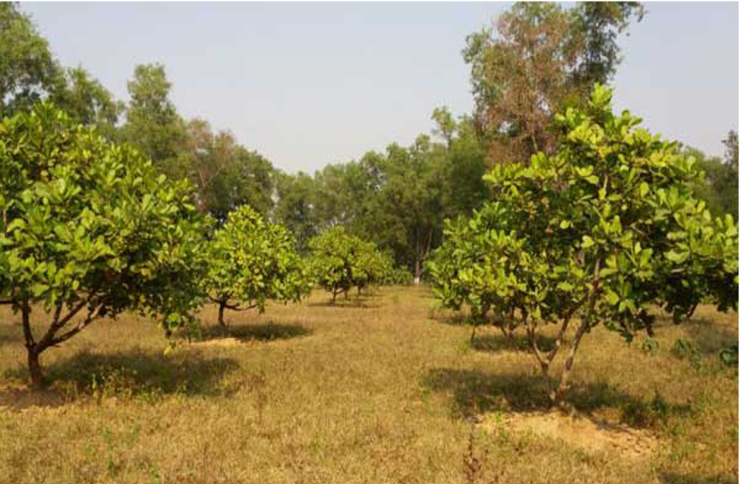 cashew nuts बीएयू को देश में सबसे बड़े आकार का काजू पैदा करने में मिली सफलता