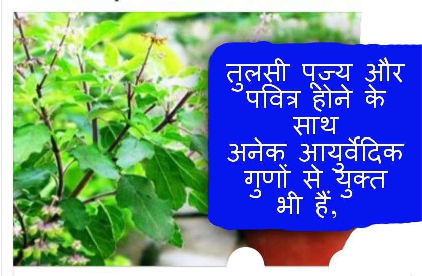 tulsi ke upay