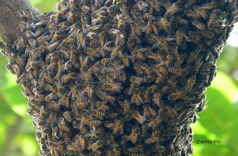 honey bees धार्मिक कार्यक्रम के बीच में अचानक पहुचें इन बिन बुलाये मेहमानों ने फैलाया आतंक, एक की मौत