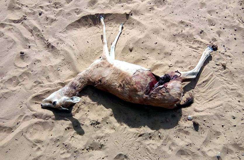 Two deer deaths, one injured in attack of dogs JAISALMER NEWS: श्वानों के हमले में दो हरिणों की मौत, एक घायल