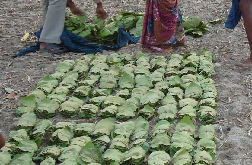 तेंदूपत्ता संग्रहण : कुछ वर्षों से पिछड़ते देख इस बार कम किया गया था लक्ष्य, फिर भी पिछड़े तेंदूपत्ता संग्रहण : कुछ वर्षों से पिछड़ते देख इस बार कम किया गया था लक्ष्य, फिर भी पिछड़े