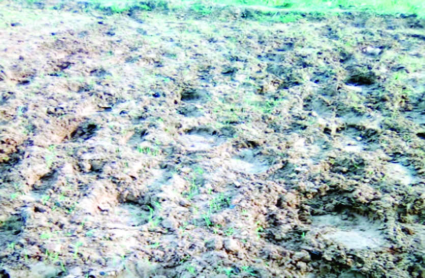 Jashpur Nagar साहीडांड़ क्षेत्र में जारी है जंगली हाथियों का आतंक