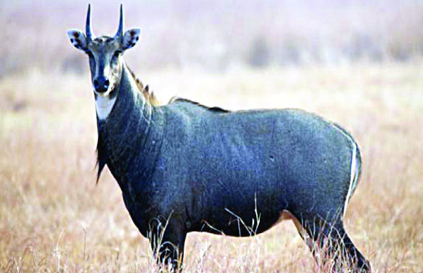 NILGAI छह राज्यों में है इस वन्यजीव का आतंक, प्रदेश की ये यूनिवर्सिटी करेगी कंट्रोल