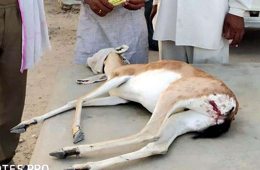 Three deer's death in dogs attack JAISALMER NEWS: श्वानों के हमले में तीन हरिणों की मौत,जानिए पूरी खबर