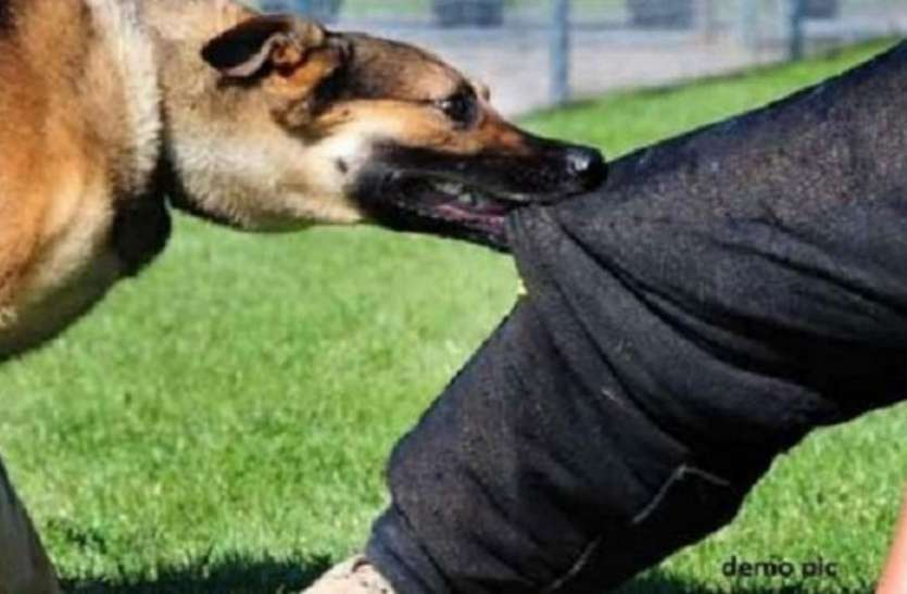 Dog UP के इस शहर में आवारा कुत्तों का आतंक, एक रात में 6 लोगों को किया घायल