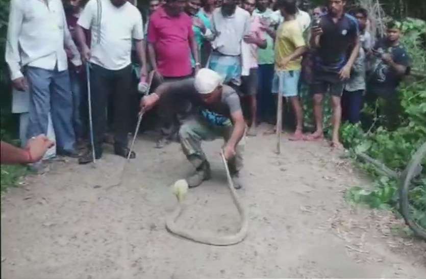 Over 110 Snake Hatchlings Found Inside House In Bhadrak जंगल में अपने बिल को छोड़ इस मजदूर के घर कोबरा ने किया ऐसा काम, देखकर छूटे गांववालों के पसीने