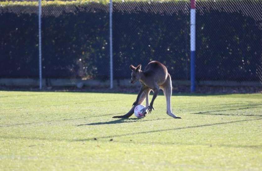 kangaroo वीडियो: कंगारू ने फुटबॉल मैदान पर किया कब्जा, दर्शक-खिलाड़ी हुए हैरान