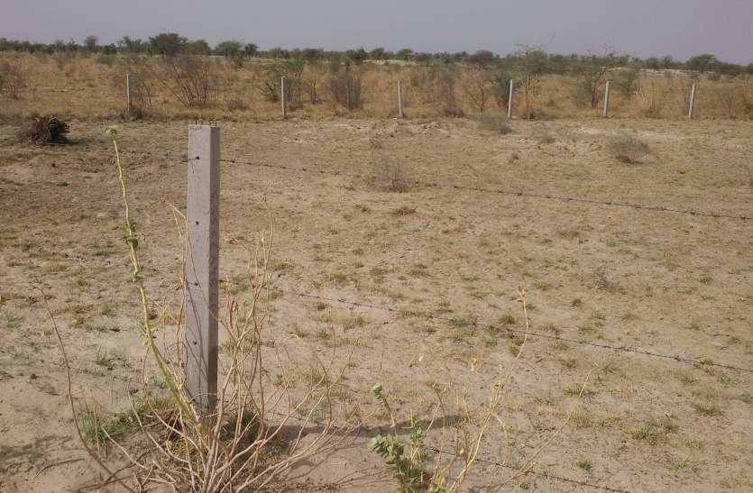mahala news 25 साल पहले लगाए थे 27 हजार पौधे, आज कब्जे का खेल