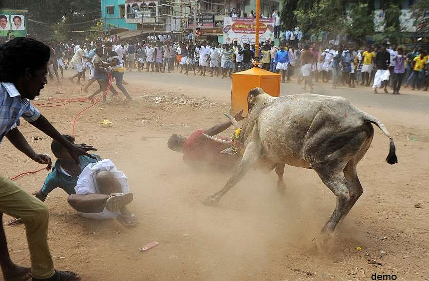 bull attack खूंखार साड़ ने मचाया जमकर आतंक, एक को पहुंचाया यमलोक और चार को अस्पताल