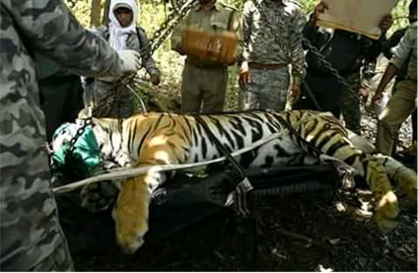 tiger सतकोसिया में रॉयल बंगाल टाइगर को मिलेगी संगिनी