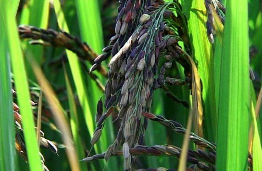 black rice