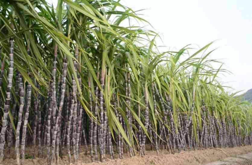 sugar cane गन्ना उत्पादक किसानों ने की बकाए के भुगतान की मांग