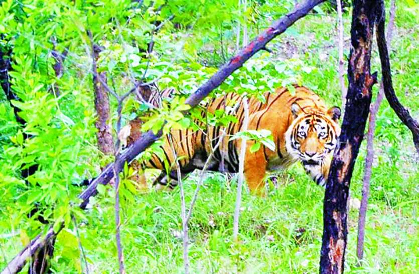 Tiger Panic पेंच बफर जोन में बाघ की दहशत, ग्रामीणों ने खेत-जंगल जाना छोड़ा